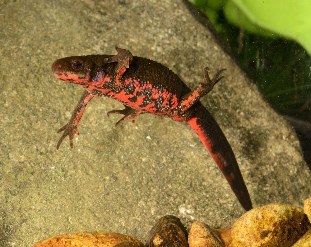 7 Fakta Menarik Salamander Perut Api, Amfibi Eksotis dari Jepang