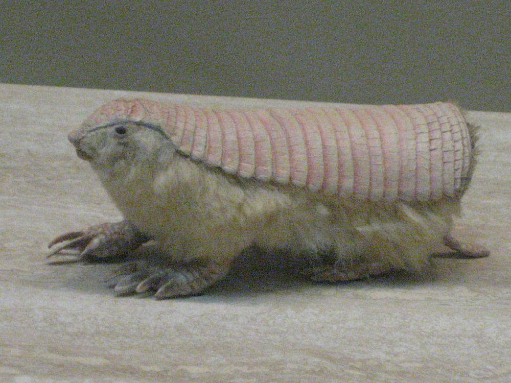 ilustrasi armadillo peri merah muda (flickr.com/iguananet)