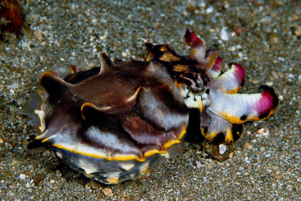 ilustrasi sotong flamboyan (flickr.com/jem.aloysius)