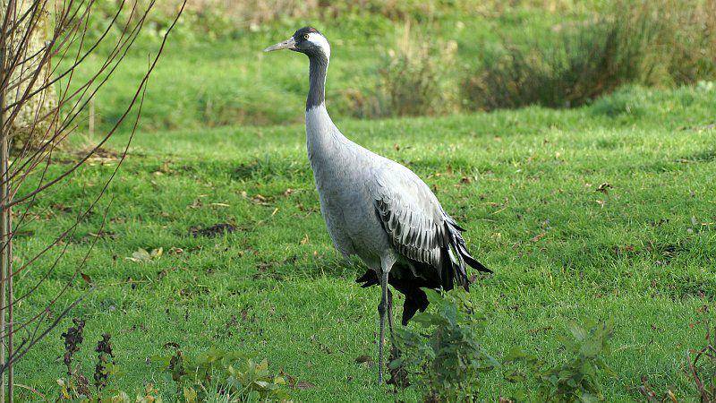 ilustrasi Grus grus (commons.wikimedia.org/Ken Billington)