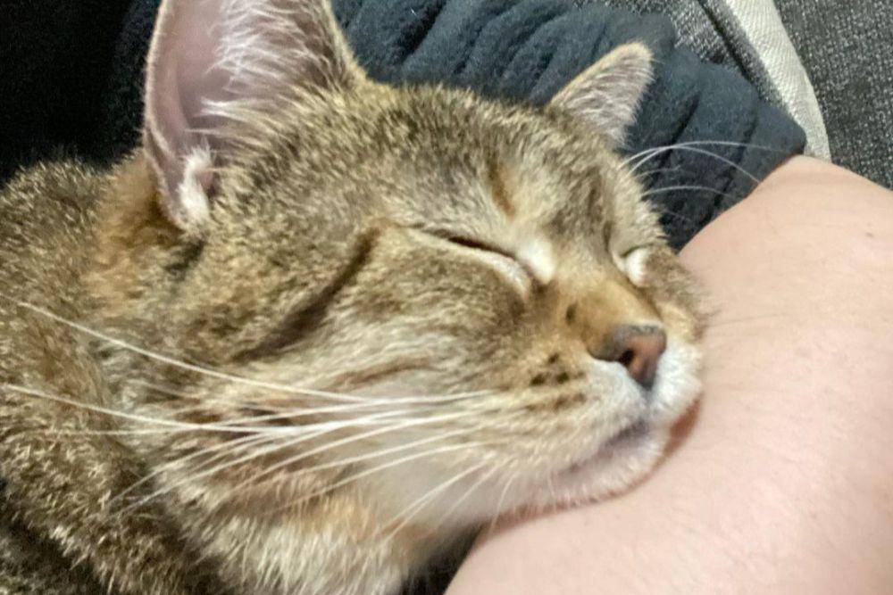 Ethel senang cuddling dengan pemilikinya (instagram.com/queenfatethel)