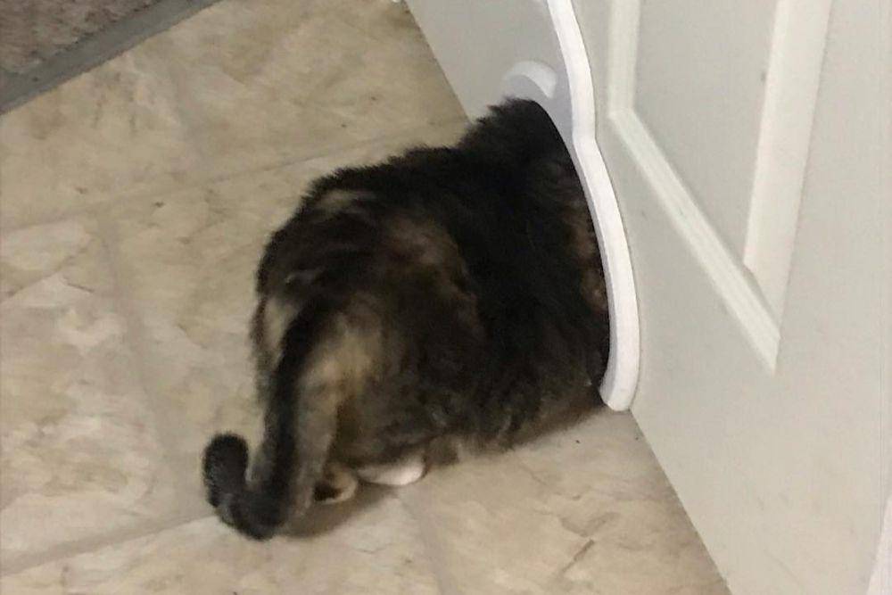 Ethel terlihat kesulitan memasuki cat door (instagram.com/queenfatethel)