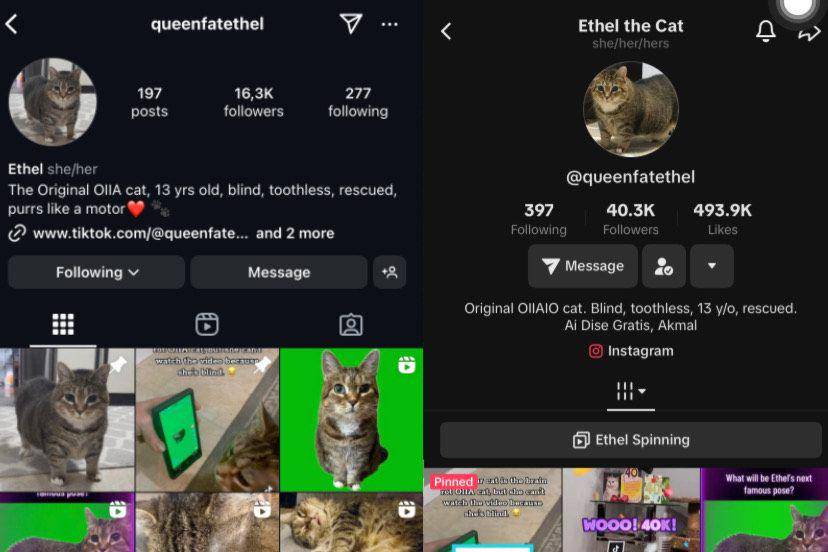 Akun resmi Ethel (instagram.com/queenfatethel | tiktok.com/queenfatethel)