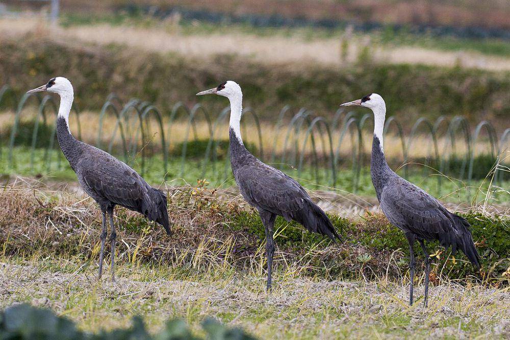 ilustrasi Grus monacha (commons.wikimedia.org/Spaceaero2)
