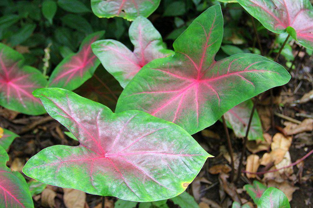 Caladium bicolor (commons.wikimedia.org/Joan Simon)