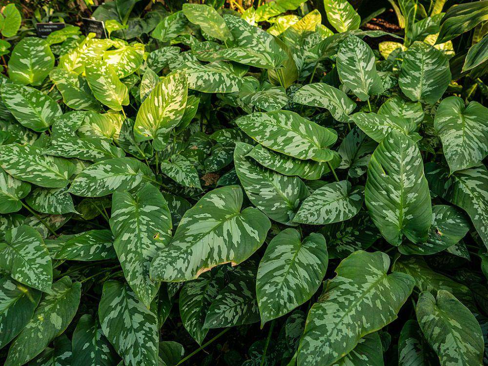 Caladium (commons.wikimedia.org/John Robert McPherson)