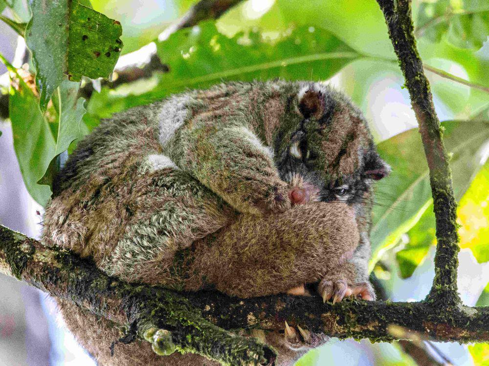 5 Fakta Green Ringtail Possum, Bisa Makan Kotorannya Sendiri
