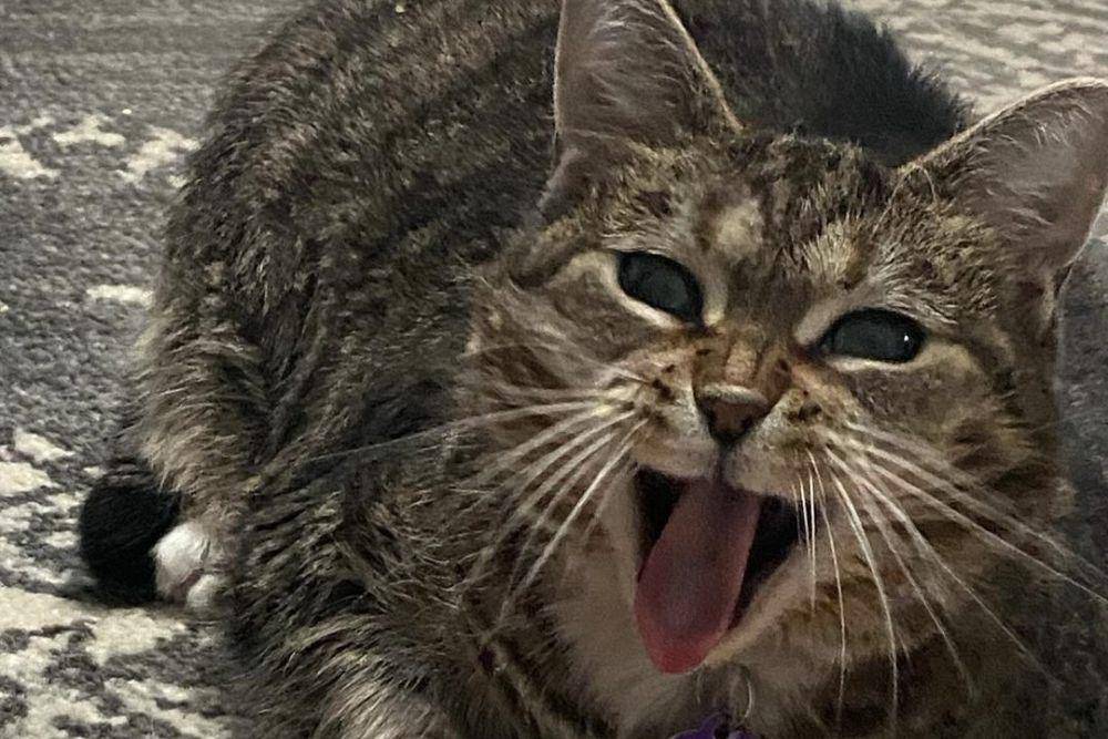 Ethel tersenyum meski tanpa gigi (instagram.com/queenfatethel)