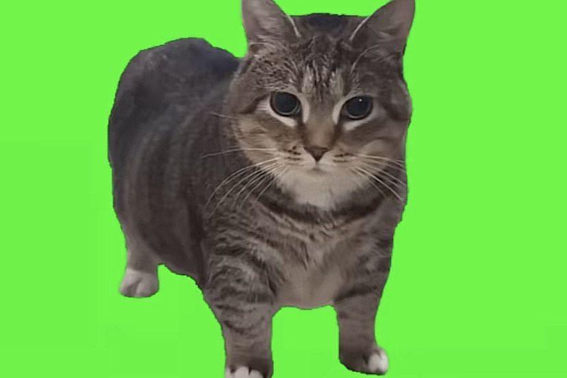 19 Fakta Ethel, Si Gemas di Balik Meme OIIA dan Kucing Akmal