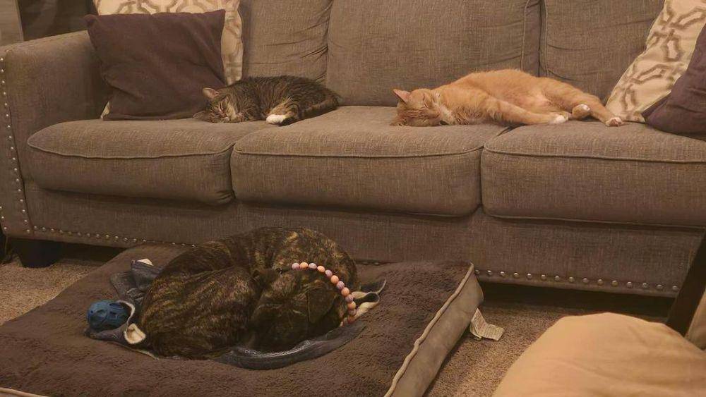 Ethel dan saudaranya sedang tidur bersama (instagram.com/queenfatethel)