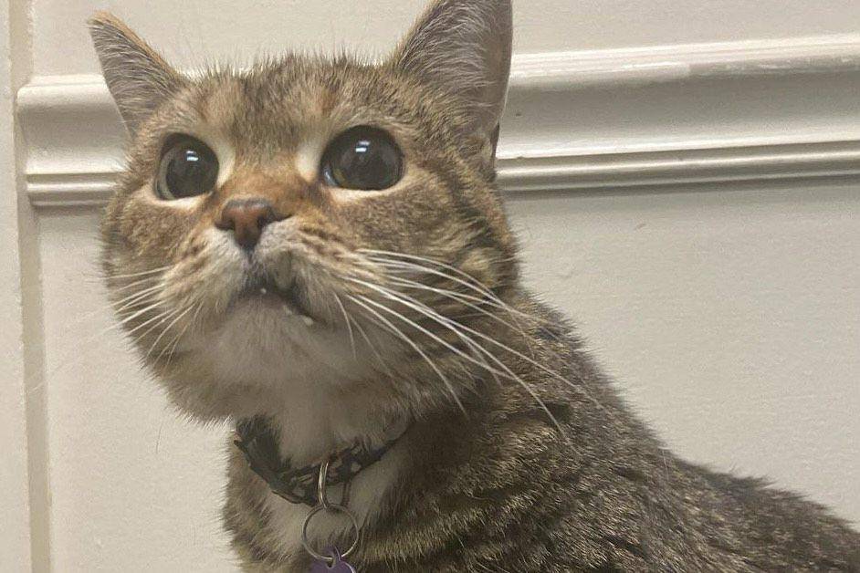 Ethel sudah berusia lanjut berdasarkan umur kucing (instagram.com/queenfatethel)