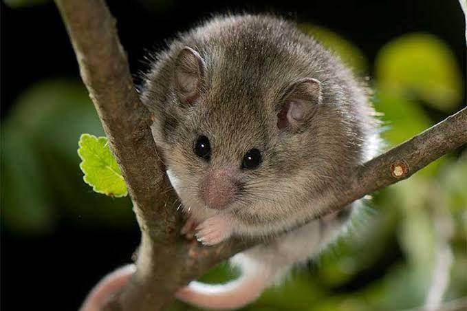 roach's mouse-tailed dormouse (ptes.org)