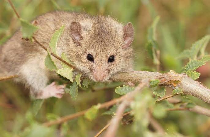 roach's mouse-tailed dormouse (ptes.org)