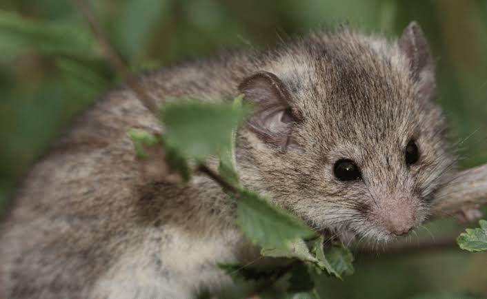 roach's mouse-tailed dormouse (researchgate.net)