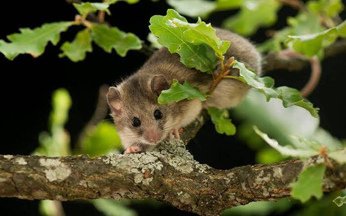 roach's mouse-tailed dormouse (thehabitatfoundation.org)