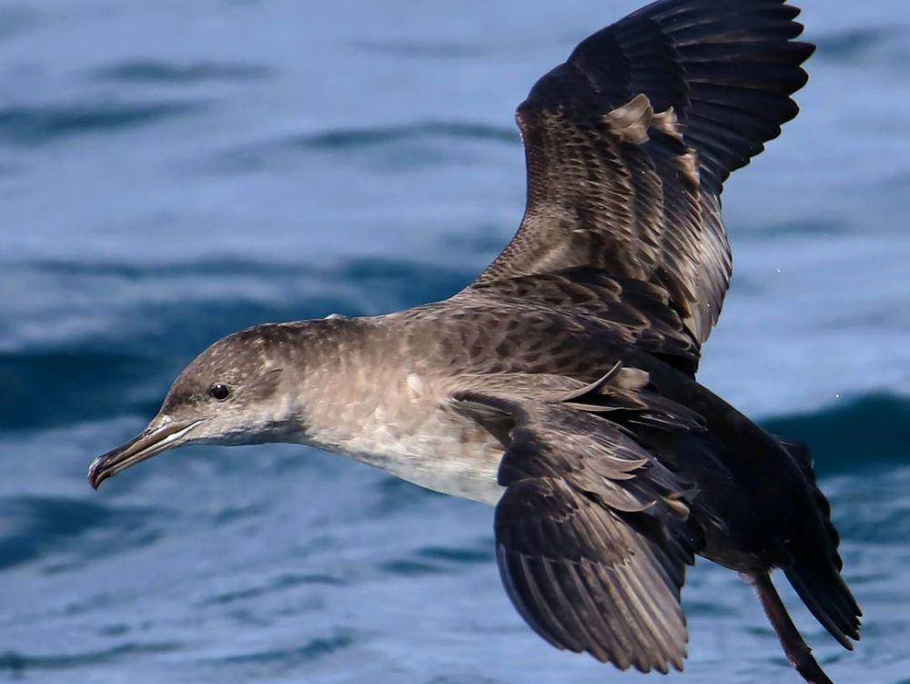 balearic shearwater (instagram.com/robledano_wildlife)