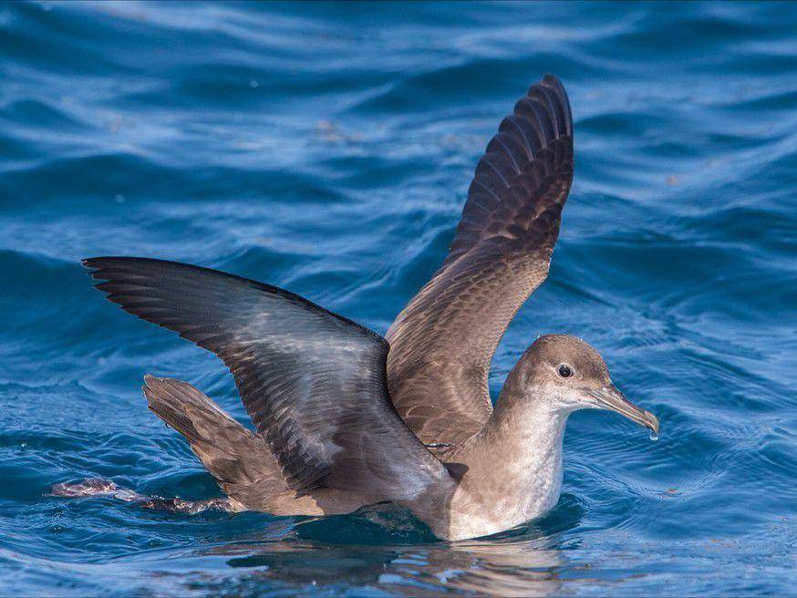 balearic shearwater (instagram.com/jasencianes)