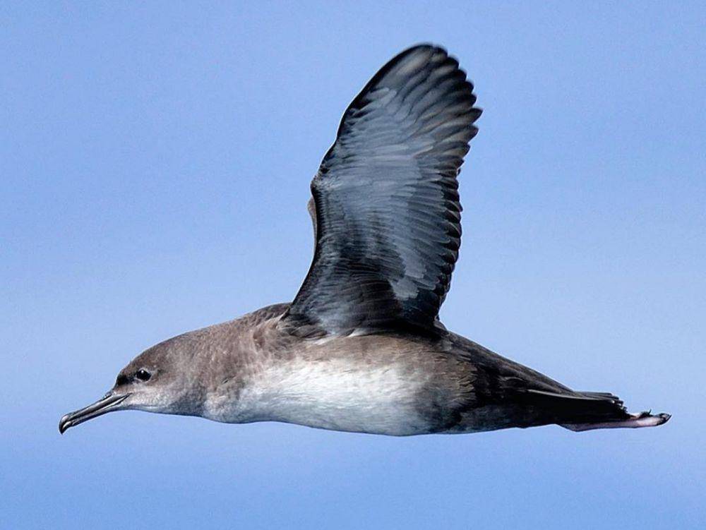 balearic shearwater (instagram.com/xaviidigora)
