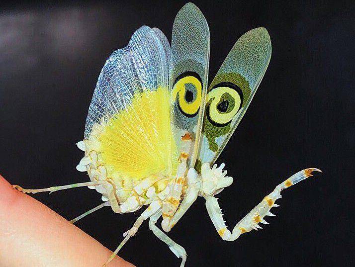 spiny flower mantis (instagram.com/gwentomologist)