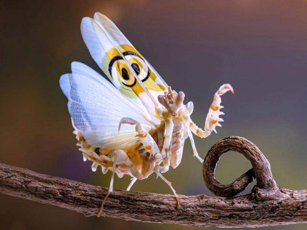 spiny flower mantis (instagram.com/jt_mantis)