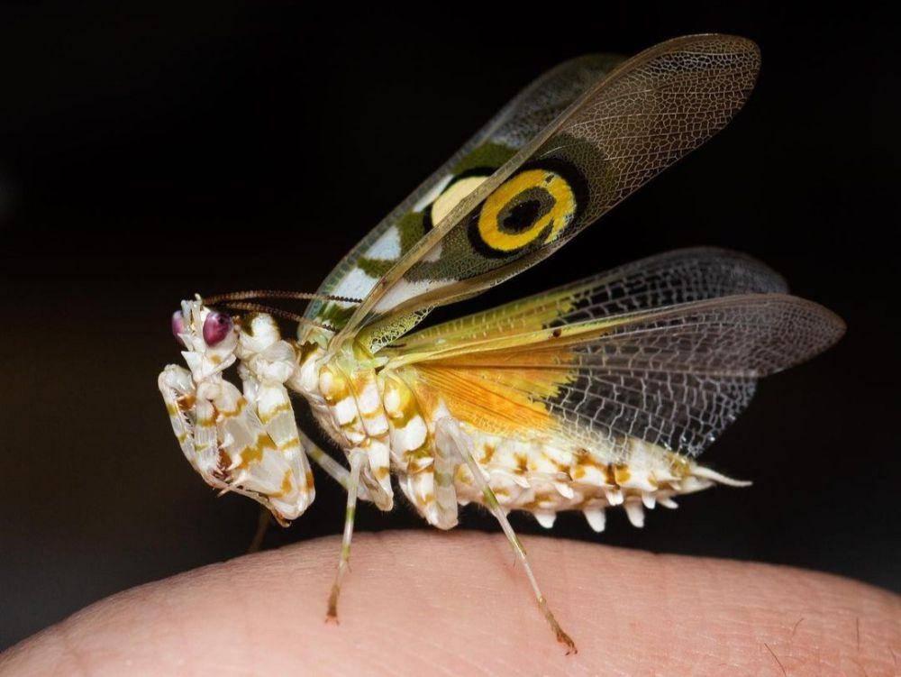 spiny flower mantis (instagram.com/andrewzarem)