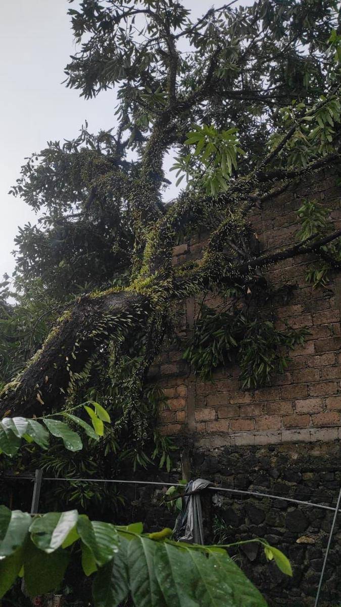 Pohon tumbang di wilayah Depok, Senin (28/10/2024). (Damkar Kota Depok).