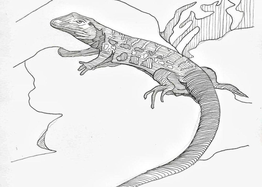 ilustrasi kadal raksasa la palma (instagram.com/lyramarvellaviola)