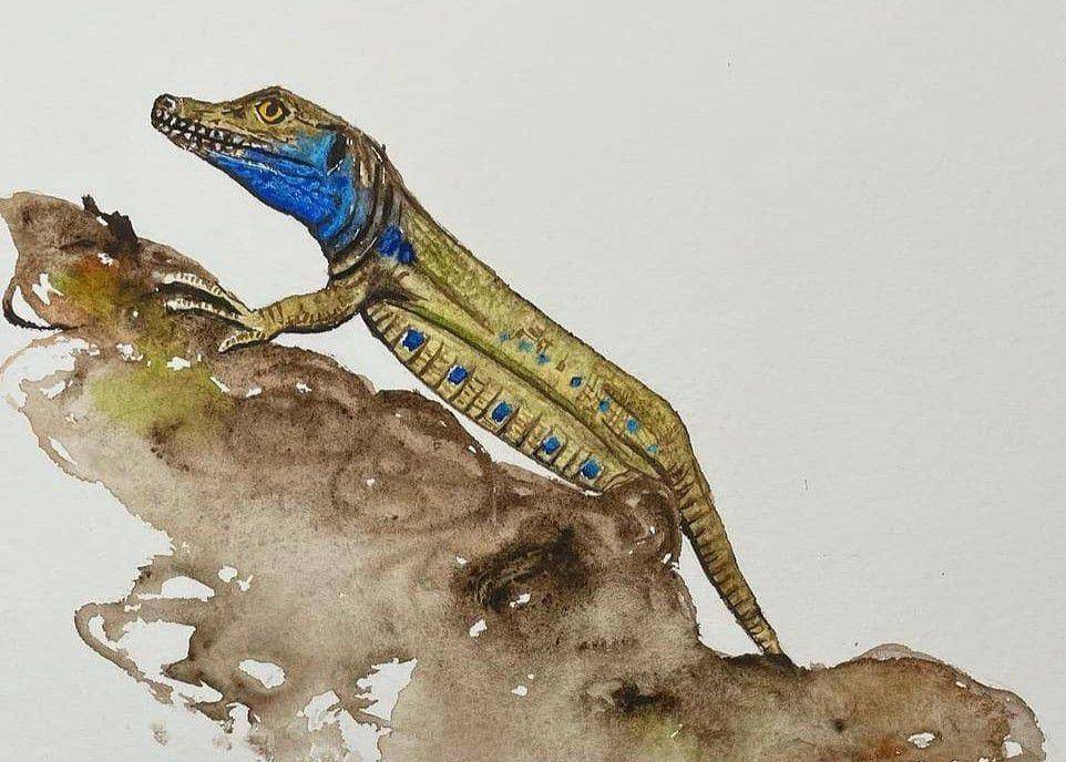 ilustrasi kadal raksasa la palma (instagram.com/sunshine_inspired_fauna)