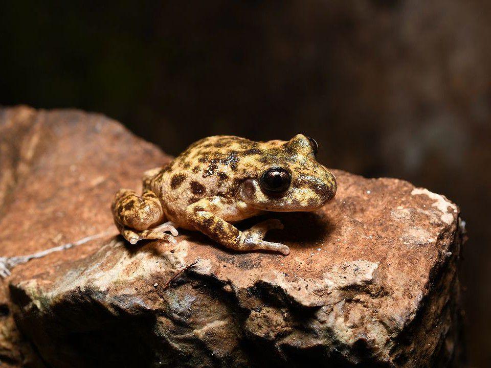 5 Fakta Katak Majorcan Midwife, Membawa Telurnya di Kaki Belakang