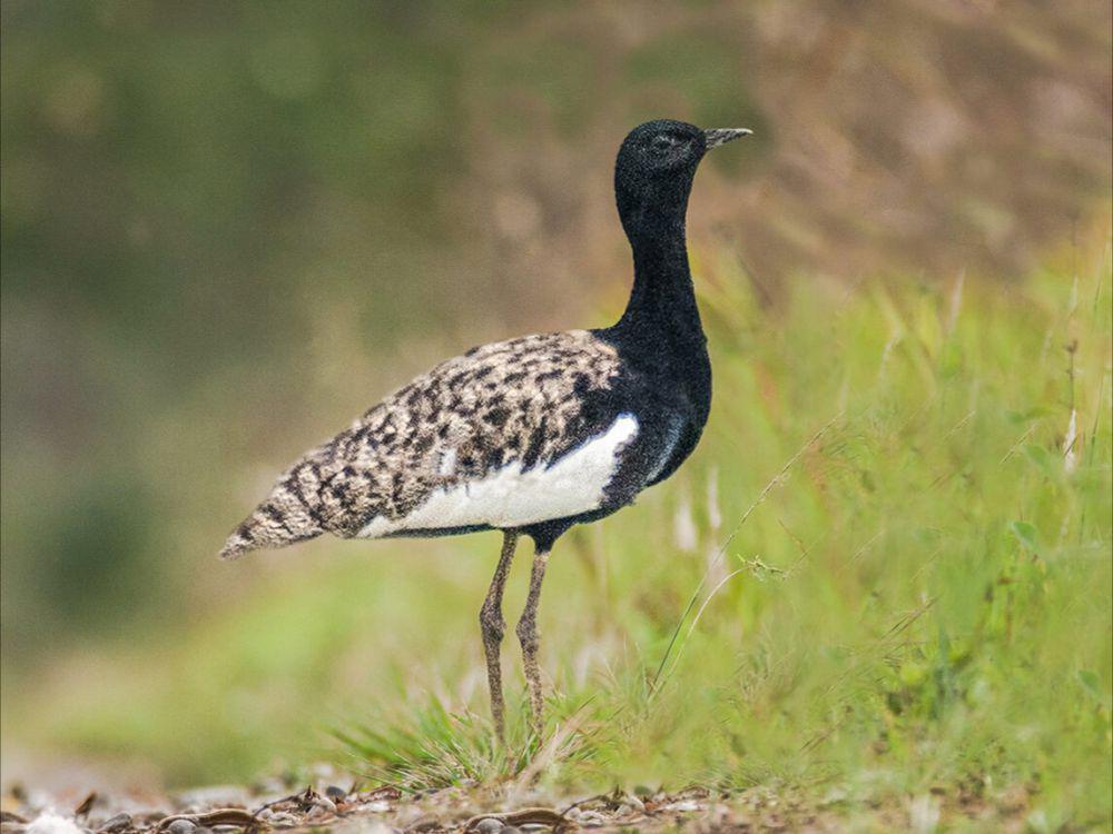 5 Fakta Bengal Florican, Menjadi Simbol Penting dalam Budaya Lokal
