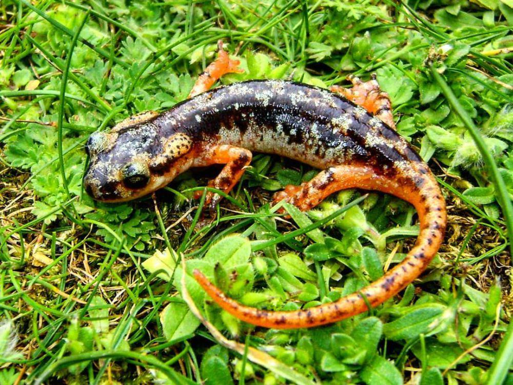 5 Fakta Salamander Luschan, Kulitnya Bisa Memproduksi Racun