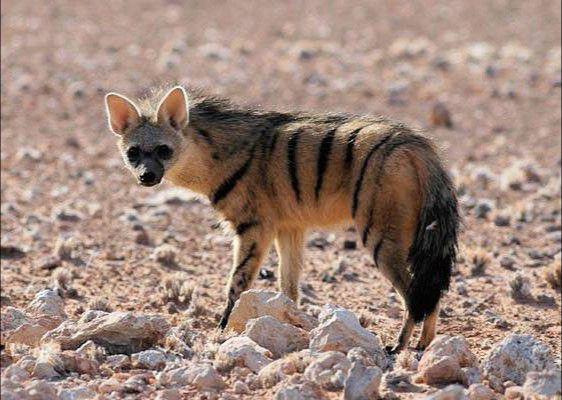 5 Fakta Aardwolf, Hewan Pemalu yang Suka Memakan Serangga