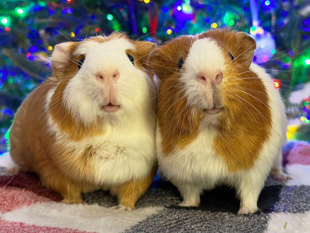 5 Fakta Abyssinian Guinea Pig, Hewan Lucu dengan Sifat Ceria