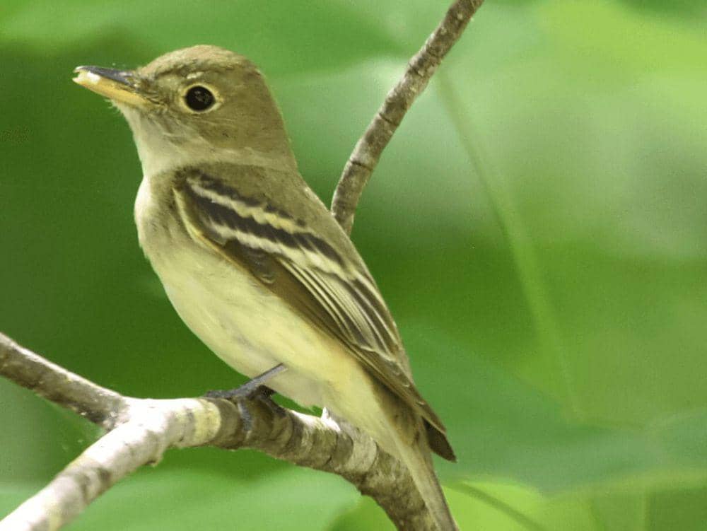 5 Fakta Acadian Flycatcher, Punya Suara Khas dan Sulit Ditemukan