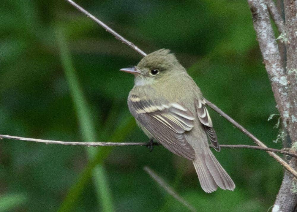 acadian flycatcher (commons.wikimedia.org/Bettina Arrigoni)