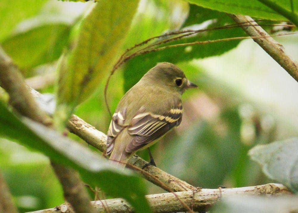 acadian flycatcher (commons.wikimedia.org/gailhampshire)