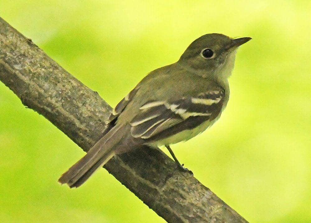 acadian flycatcher (commons.wikimedia.org/lwolfartist)