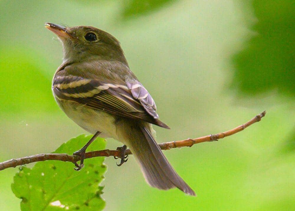 acadian flycatcher (commons.wikimedia.org/lwolfartist)