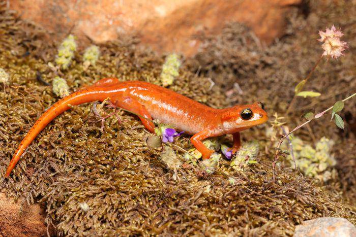 salamander luschan (commons.wikimedia.org/Konstakal)
