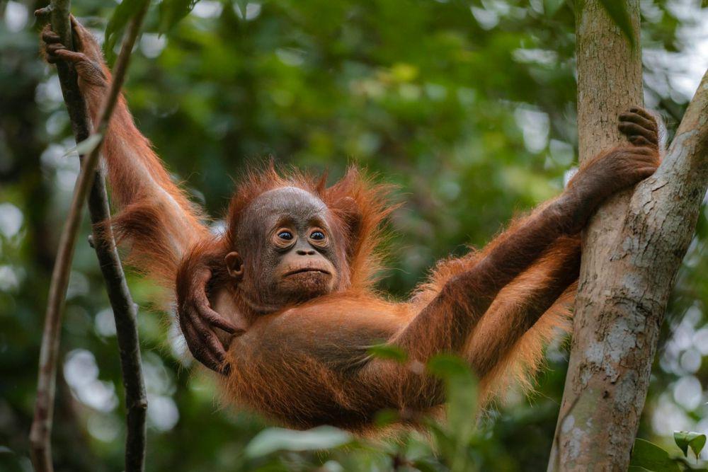 3 Spesies Orangutan di Dunia, Semuanya Ada di Indonesia