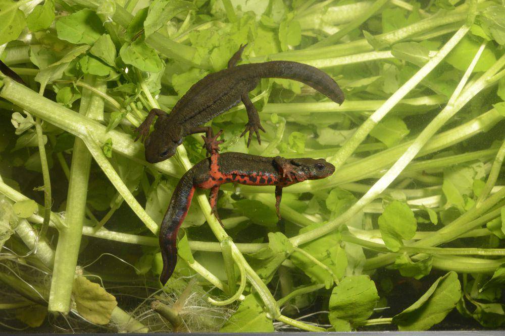 Salamander perut api memiliki racun (inaturalist.org/sebastian-voitel)