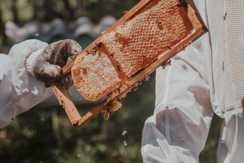proses pemanenan madu manuka (pexels.com/Arthur Brognoli)