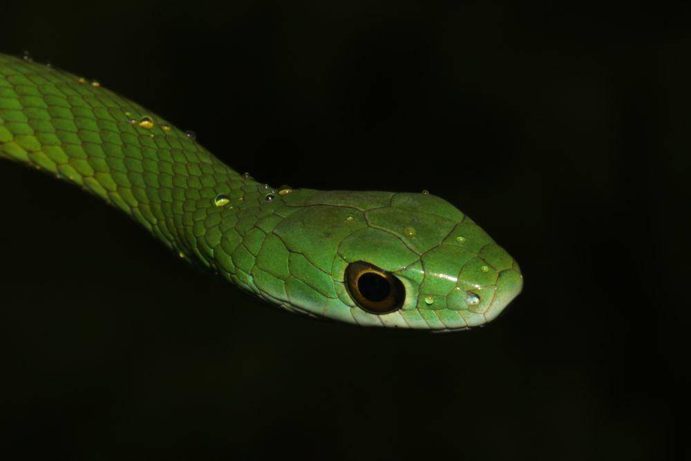 Banyak ular arboreal yang memiliki warna hijau (commons.wikimedia.org/Ryan van Huyssteen)