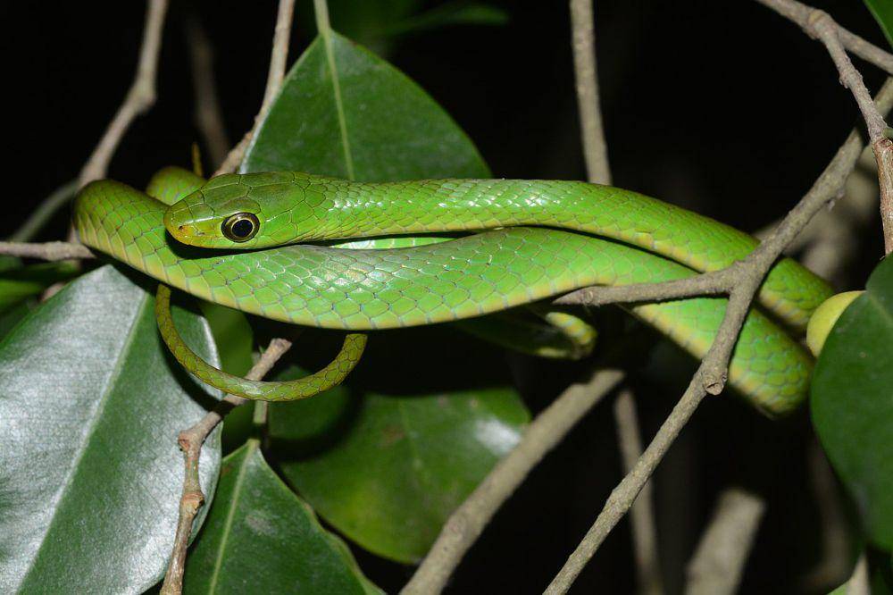 Ular arboreal menggunakan tubuhnya yang lincah untuk memanjat pohon (commons.wikimedia.org/John Lyakurwa)