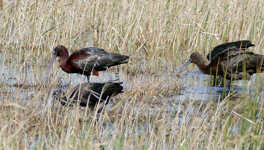 Ibis rokoroko (commons.m.wikimedia.org/Bernard Dupont)