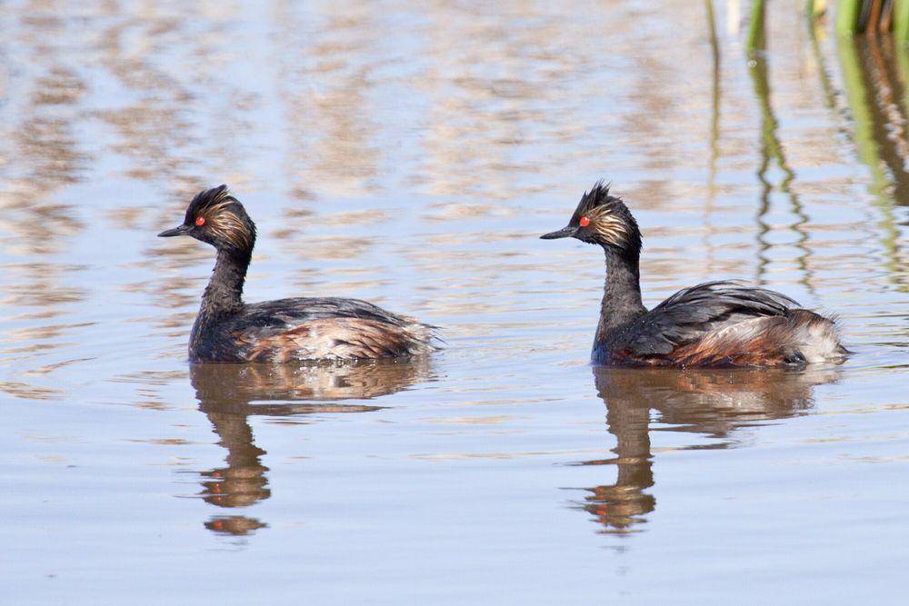 Eared grebe (commons.m.wikimedia.org/Bill Bouton)