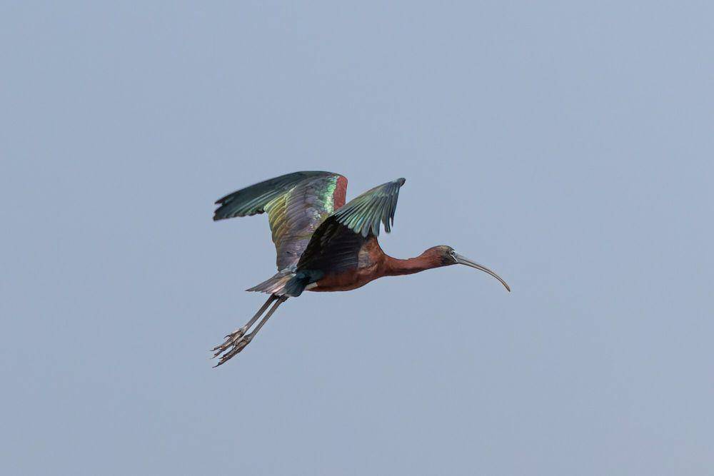 Ibis rokoroko (commons.m.wikimedia.org/Tisha Mukherjee)