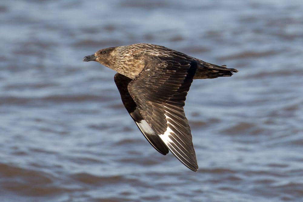 ilustrasi great skua (flickr.com/Paul Ellis)