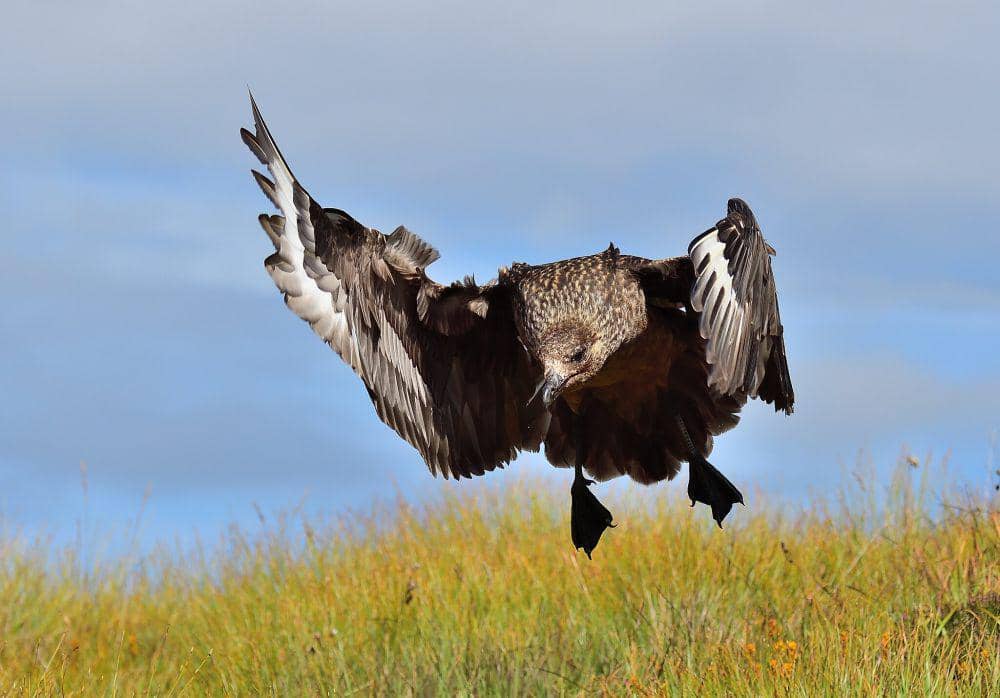 5 Kemampuan Unik Great Skua, Sering Menjarah Makanan Burung Lain!