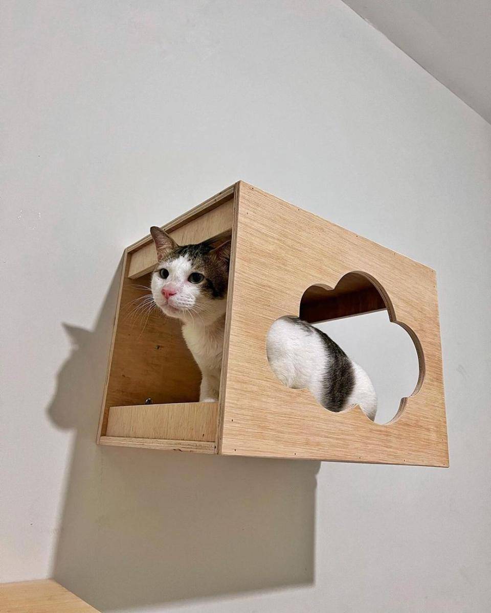Cat Condo Wall (instagram.com/bobbykertanegara)